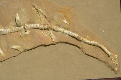 null Fossil sawfish: Onchopristis Numidus. Onchopristis is an extinct genus of giant...