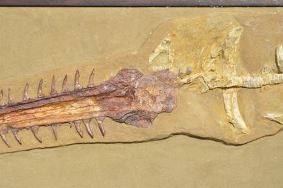  Fossil sawfish: Onchopristis Numidus. Onchopristis is an extinct genus of giant...