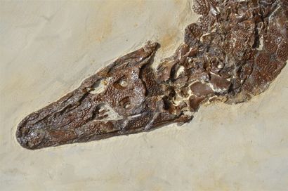  Fossil reptile of a Crocodile, Diplocynodon , semi-aquatic animal. At the end of...