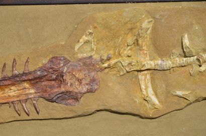 null Fossil sawfish: Onchopristis Numidus. Onchopristis is an extinct genus of giant...