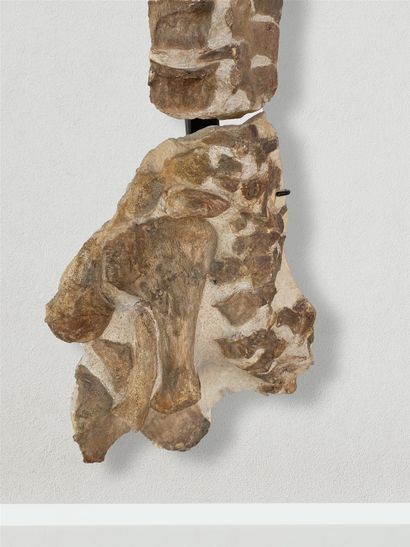  Thililua Longicollis, Partial fossil skeleton (humerus, neck and skull) of a marine...