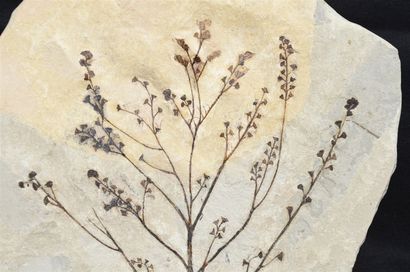null Fossilized plant: Tympanophora discophora. Tertiary Era, Middle Eocene, Ypresian...