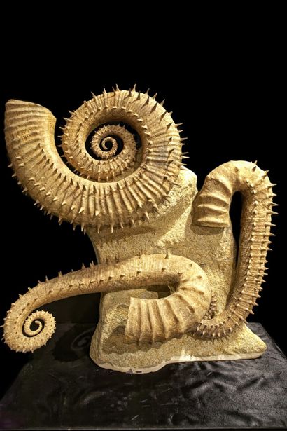  Important set of three unwound ammonites with spines on rock matrix. Ammonites are...
