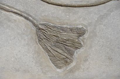 null Lys de mer, crinoïdes : Pentacrinus Subangularis, echinodermes, embranchement...