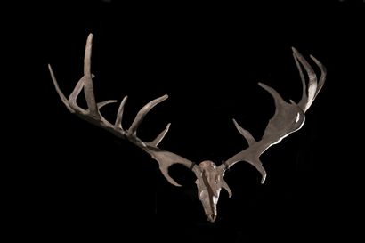null Skull of the Megaceros deer (Megaloceros giganteus), also known as the great...