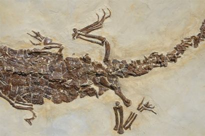 null Reptile fossile d’un Crocodile, Diplocynodon , animal semi-aquatique. A la fin...