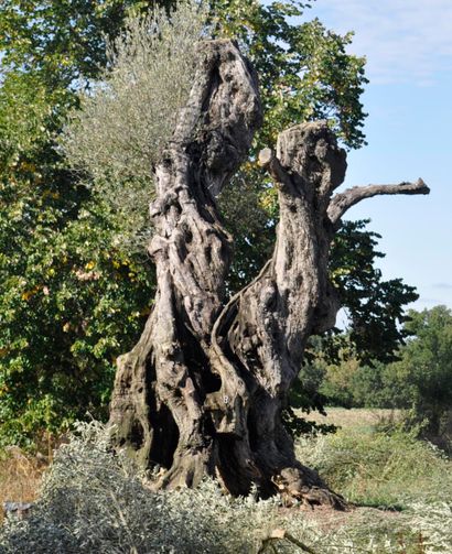 null SEVERO ALESSANDRO - MILLENNIUM OLIVE TREE

Circumference (at 1.20m from the...