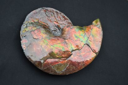 null Ammonite Placenticeras. La coquille s’est fossilisée, pseudomorphosée en aragonite...