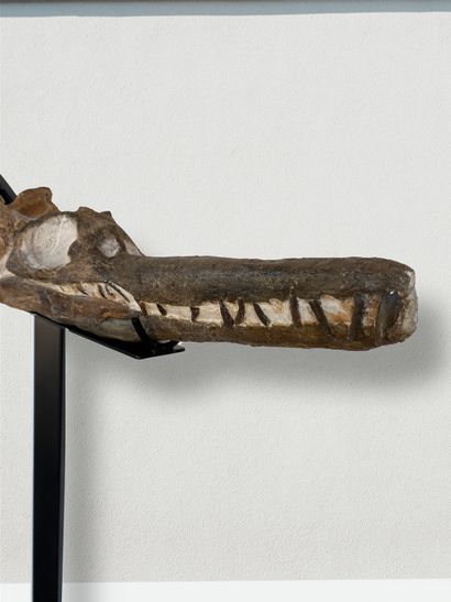 null 
Thililua Longicollis,

 

Squelette partiel (humérus, cou et crâne) fossile...