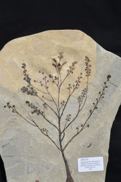 null Plante fossilisée : Tympanophora discophora. Ere tertiaire, Eocène moyen, Yprésien...
