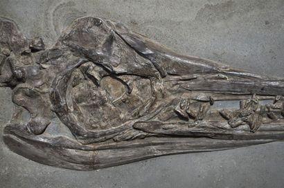 null Skull of ichthyosaur: Stenopterygius megacephalus. Dating from the Mesozoic...