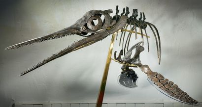 null Ichthyosaure. Les Ichthyosaures ( du grec poisson –lézard) ont une morphologie,...
