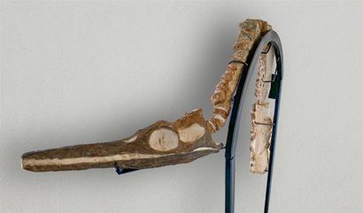  Thililua Longicollis,   Squelette partiel (humérus, cou et crâne) fossile d'un reptile...