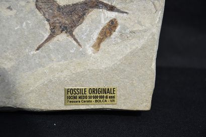 null Plante fossilisée : Tympanophora discophora. Ere tertiaire, Eocène moyen, Yprésien...