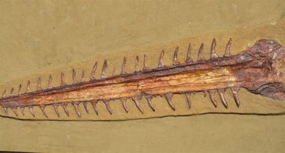 null Fossil sawfish: Onchopristis Numidus. Onchopristis is an extinct genus of giant...