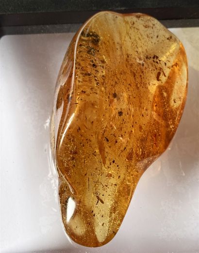 null Important young amber with inclusions of insects: termite, female mosquito,...