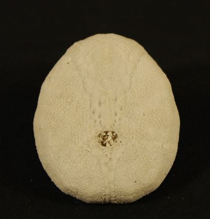 null Oursin fossile : Eupatagus floridanus. Clark 1915. Eocène,55MA, Ocala Limestone...