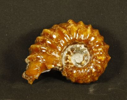 Ammonite polie: Desmoceras Cretaceus, provenant...