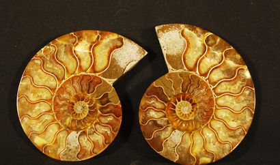 null Ammonite sciée polie: Desmoceras Cretaceus, provenant de Mahajanga, Madagascar....