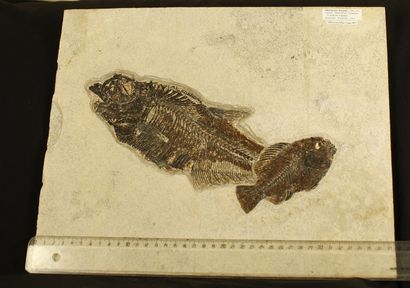 null Plaque de 2 poissons fossiles sur plaque : Diplomystus dentarus. Cope 1877....