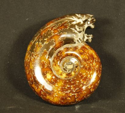 null Ammonite polie: Desmoceras Cretaceus, provenant de Mahajanga, Madagascar. Crétacé,80-100millions...