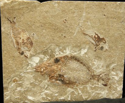 null Pycnodont from Hakel (Jbeil- Mount Lebanon) 12.5 (17x20)cm -This new pycnodont...