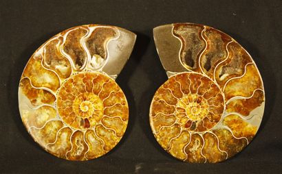 Ammonite sciée polie: Desmoceras Cretaceus,...
