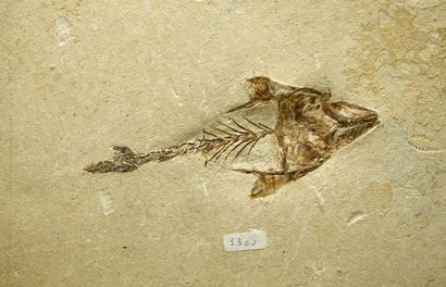  Coccodus insignis from Hakel (Jbeil- Mount Lebanon) : 13,5 (15x22)cm Fish belonging...