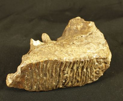 null Fossil mammoth molar: Elephas primigenius from the North Sea. Pleistocene 20,000-10000...