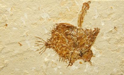 null RARE Ichtyoceros spinosus de Hakel (Jbeil- Mont Liban) 5 (7,5x10,5)cm –Pycnodontidae,...