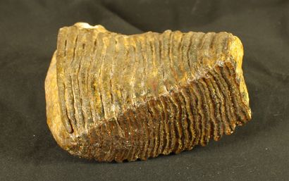 null Mammoth fossil : Elephas primigenius from the North Sea. Pleistocene 20000-10000...