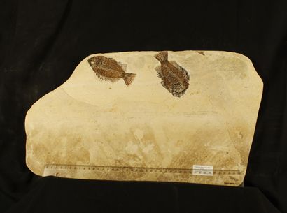 null Plate of 2 fossil fish on plate :2 Priscarara liops. Cope 1877. Eocene, Green...