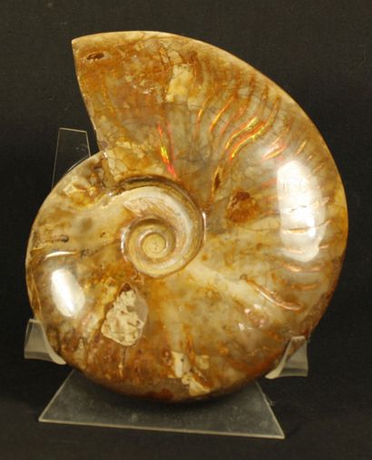 null Pearly polished whole ammonite from Mahajanga, Madagascar. Cretaceous 80-100...