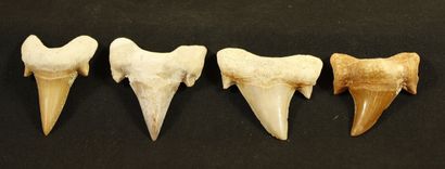null Lot of 8 shark teeth : Lamna otodus oblique.
Eocene, 45 to 55 million years....