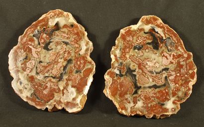 Lot of 2 slices of fossil wood polished on...
