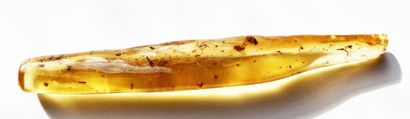 null Important young amber with inclusions of insects: flies (one very large), spiders,...