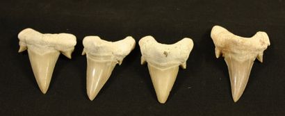 null Lot de 8 dents de requin : Lamna otodus obliques.
Eocène,45 à 55 millions d’années....