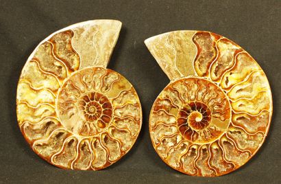 null Ammonite sciée polie : Desmoceras cretaceus, provenant de Mahajanga, Madagascar.
Crétacé,...