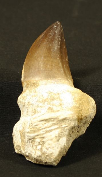 null Tooth of Mosasaurus anceps maestrichtian. Cretaceous 80 Millions. L : 9,5cm