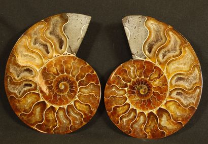 Polished sawed ammonite : Desmoceras cretaceus,...