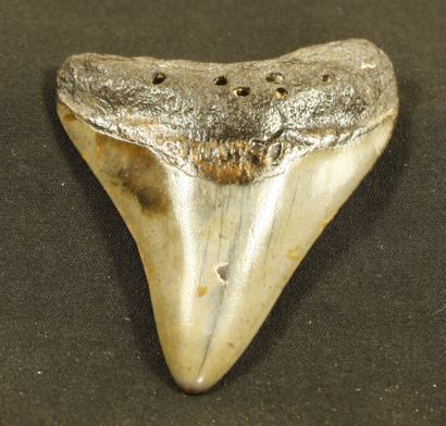 null Tooth of carcharodon megalodon, giant shark, 15m. Miocene, 20 million years...