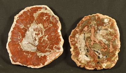 Lot of 2 slices of fossil wood polished on...