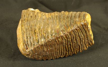 Molaire de mammouth fossile : Eléphas primigenius...