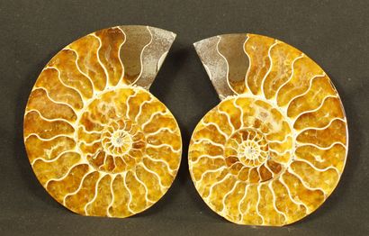 Polished sawed ammonite : Desmoceras cretaceus,...