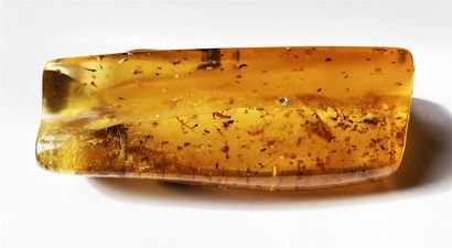 null Superb and important young amber with insect inclusions: flies, mosquitoes,...