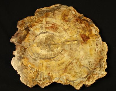 Importante tranche de bois fossile polie...
