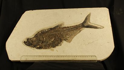 Important fossil fish: Diplomystus dentatus....