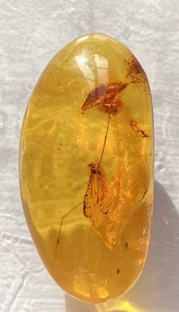 null Amber with inclusions of plants and platypes. 
Baltic Sea, Eocene, 44 million...