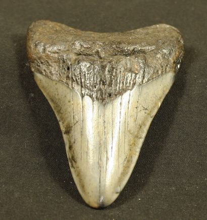 Dent de carcharodon mégalodon, requin géant,15m....
