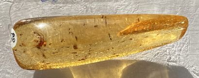 null Young amber with inclusions of plants and insects. 
Northern Madagascar, Sab'ara...